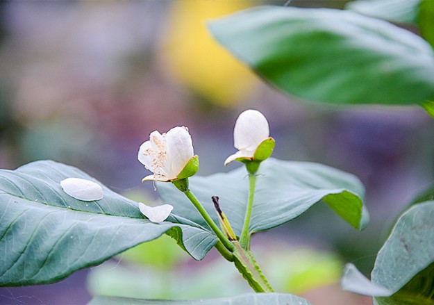 番石榴花.jpg